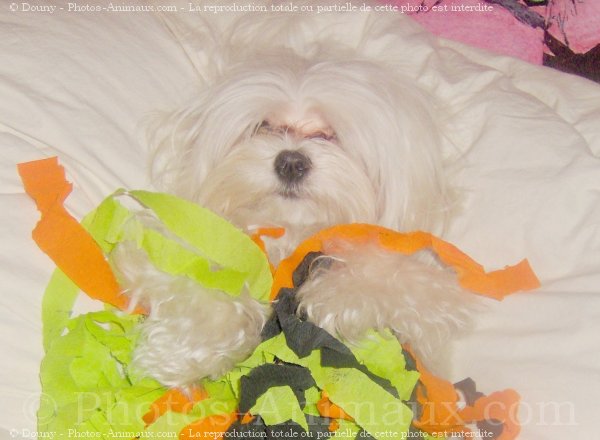 Photo de Bichon maltais