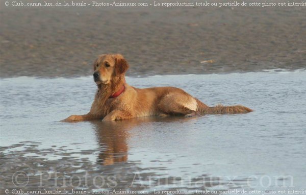 Photo de Labrador retriever