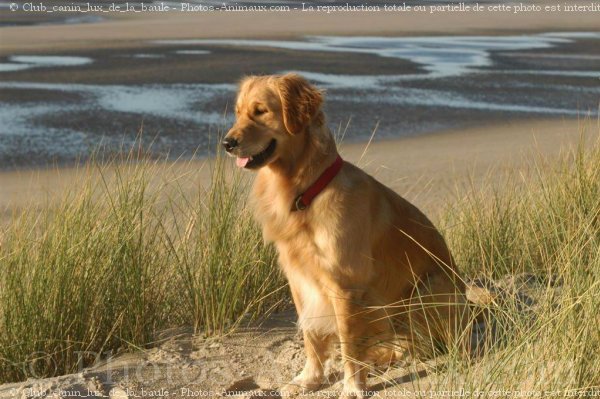 Photo de Labrador retriever