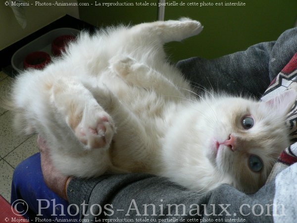 Photo de Ragdoll