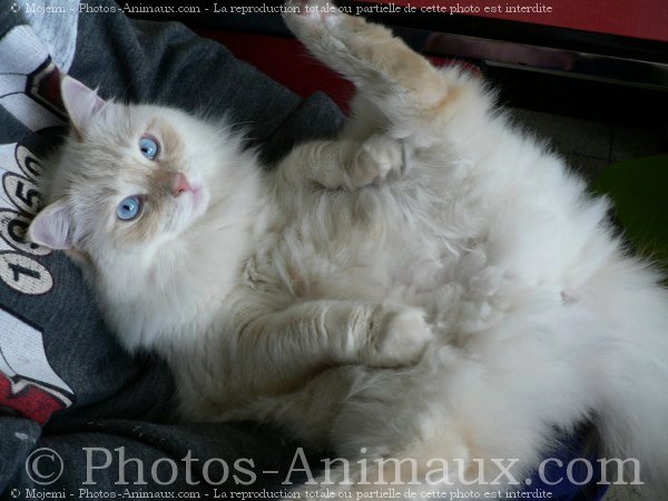 Photo de Ragdoll