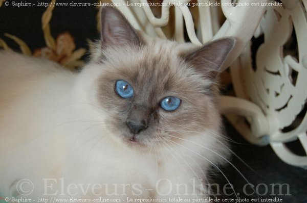 Photo de Sacr de birmanie