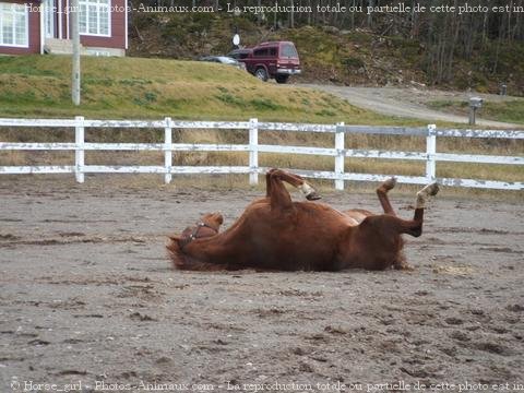 Photo de Quarter horse