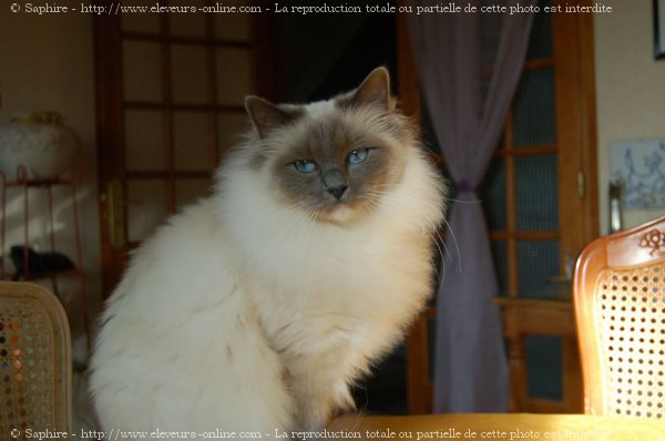 Photo de Sacr de birmanie