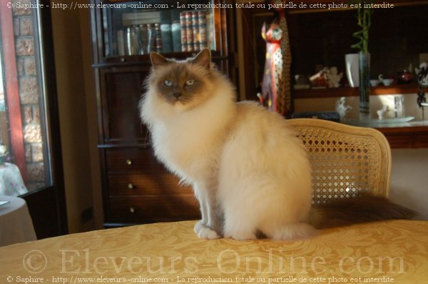 Photo de Sacr de birmanie