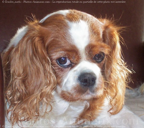 Photo de Cavalier king charles spaniel