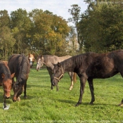 Photo de Races diffrentes