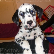 Photo de Dalmatien