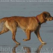 Photo de Labrador retriever