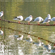 Photo de Mouette