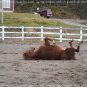 Photo de Quarter horse