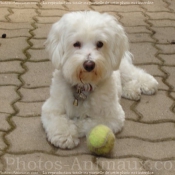 Photo de Bichon maltais