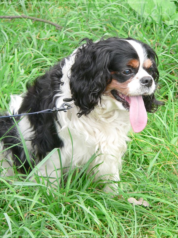 Photo de Cavalier king charles spaniel