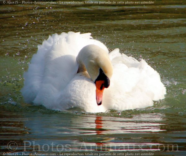 Photo de Cygne