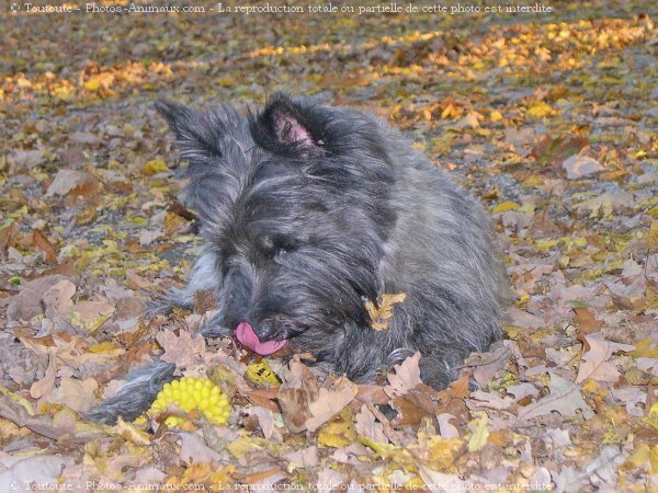 Photo de Cairn terrier