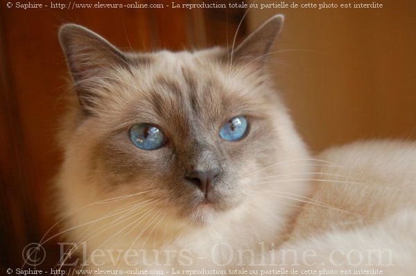 Photo de Sacr de birmanie