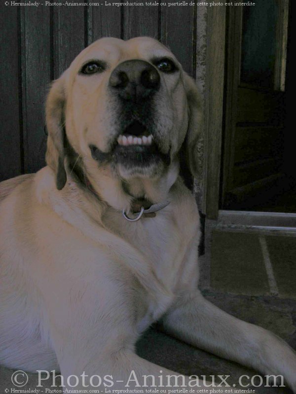 Photo de Labrador retriever