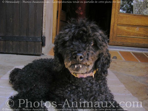 Photo de Caniche moyen