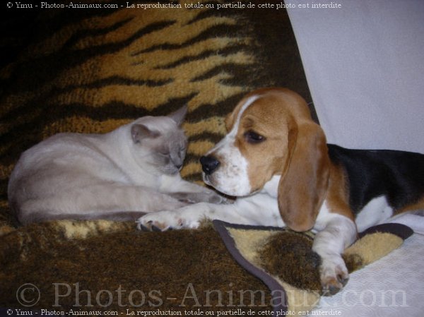 Photo de Beagle