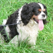 Photo de Cavalier king charles spaniel