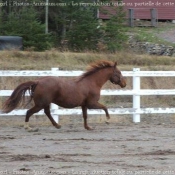 Photo de Quarter horse