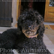 Photo de Caniche moyen