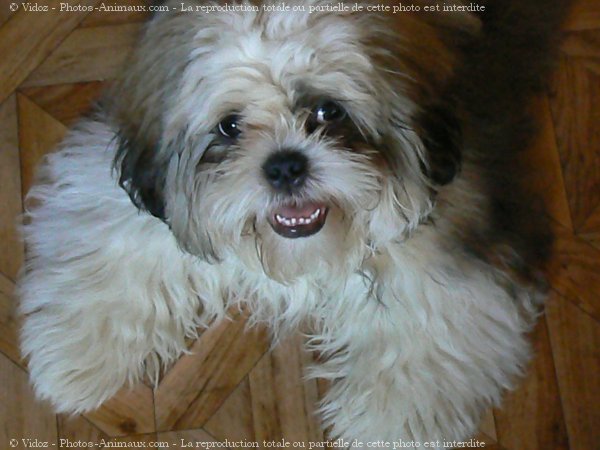 Photo de Shih tzu