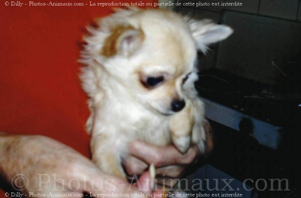 Photo de Chihuahua  poil long