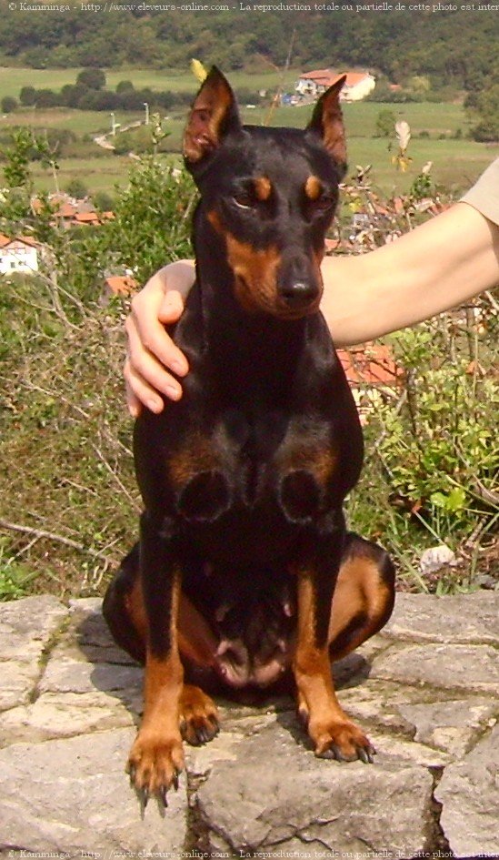 Photo de Pinscher allemand