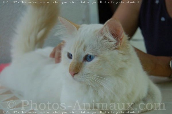 Photo de Sacr de birmanie