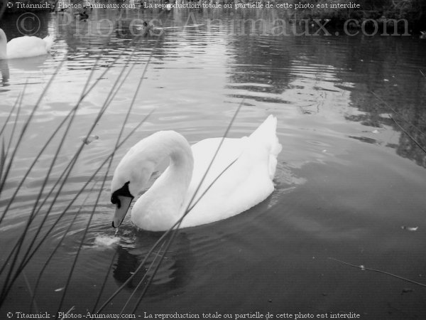 Photo de Cygne