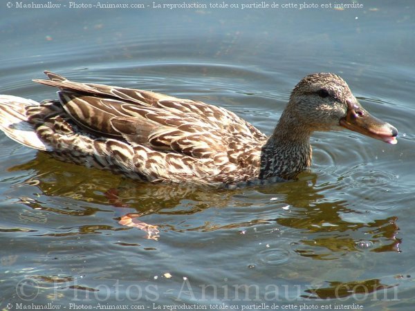 Photo de Canard