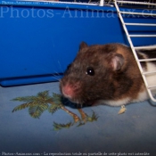 Photo de Hamster