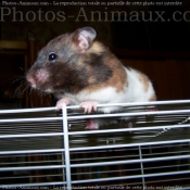 Photo de Hamster