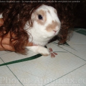 Photo de Lapin