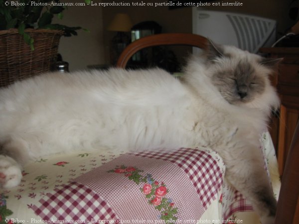 Photo de Sacr de birmanie