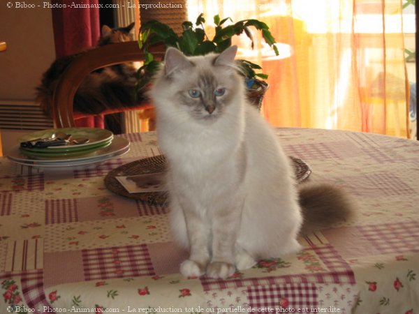 Photo de Sacr de birmanie