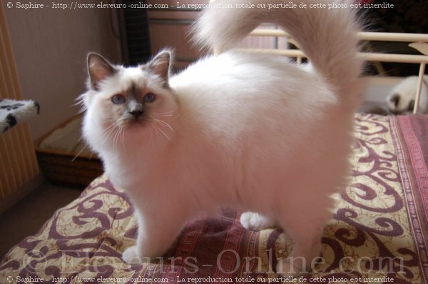 Photo de Sacr de birmanie