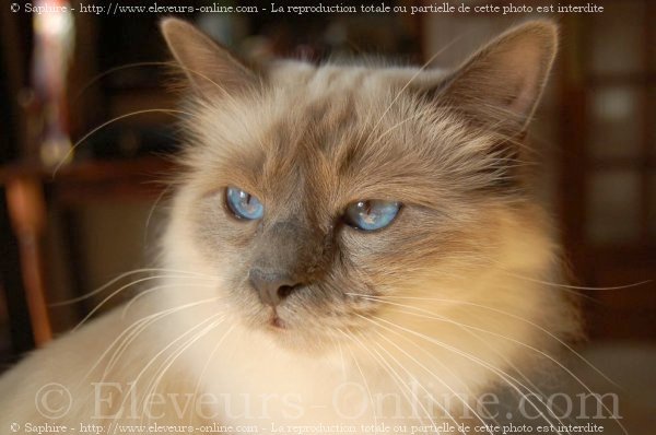 Photo de Sacr de birmanie