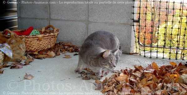 Photo de Chat domestique