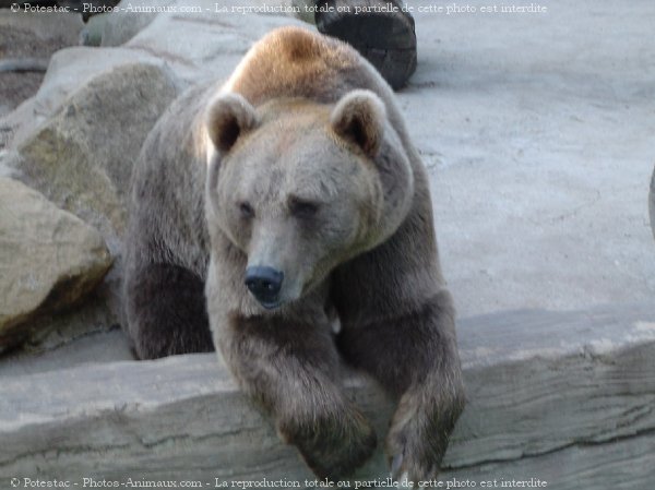 Photo d'Ours