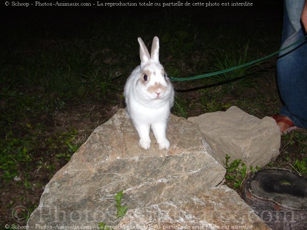 Photo de Lapin