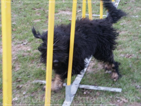 Photo de Chien de berger de la serra aires