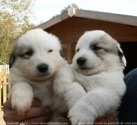 Photo de Chien de montagne des pyrnes