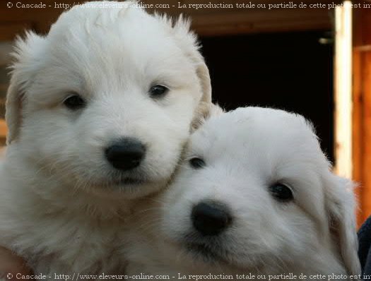 Photo de Chien de montagne des pyrnes