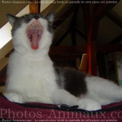 Photo de Chat domestique