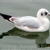 Photo de Mouette