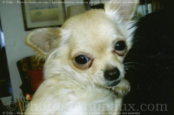 Photo de Chihuahua  poil long