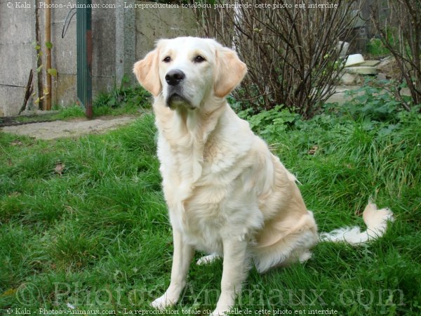 Photo de Golden retriever