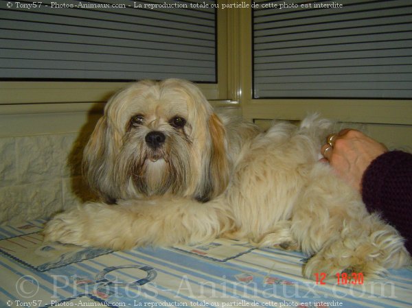 Photo de Lhassa apso